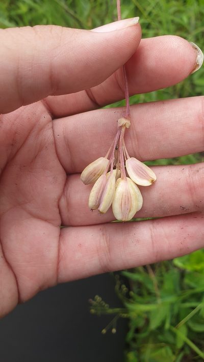 Afrosciadium afrum, photographed by Aaliyah Motala