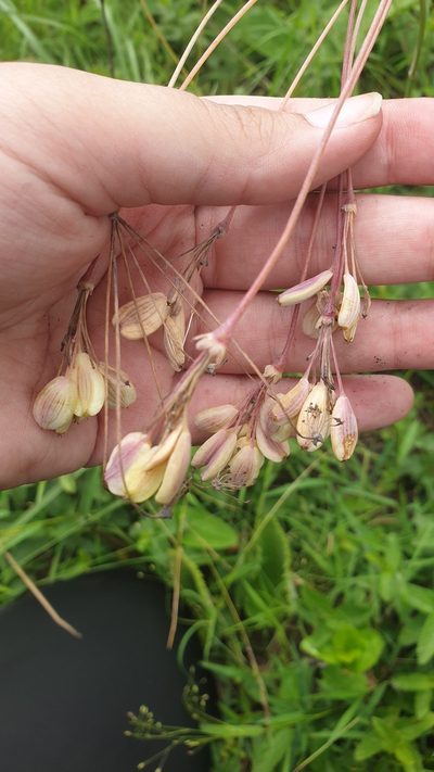 Afrosciadium afrum, photographed by Aaliyah Motala