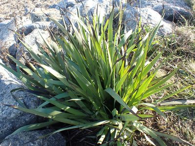 Sisyrinchium striatum, photographed by Robert H. Wardell