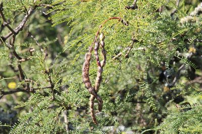 Neltuma nigra, photographed by demianlescano