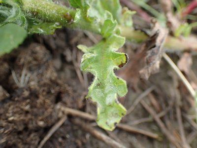 Nidorella pinnata, photographed by Mahomed Desai