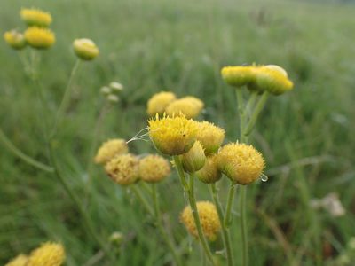 Nidorella pinnata, photographed by Mahomed Desai