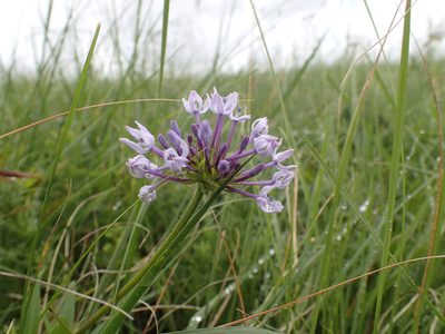 Pentanisia prunelloides, photographed by Mahomed Desai