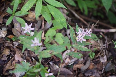 Tricyrtis hirta, photographed by harum.koh