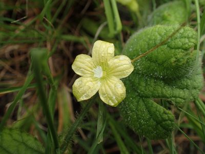 Cucumis hirsutus, photographed by Mahomed Desai