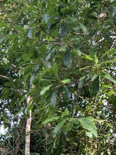 Sideroxylon foetidissimum, photographed by Claire Herzog