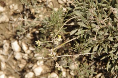 Eriogonum lachnogynum, photographed by Eric Knight