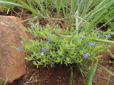 Polygala gerrardii, photographed by Mahomed Desai