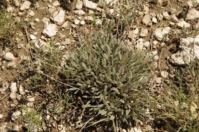 Eriogonum lachnogynum, photographed by Eric Knight