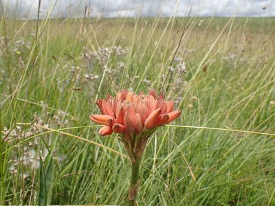 Aloe boylei, photographed by Mahomed Desai