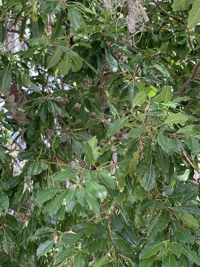 Sideroxylon foetidissimum, photographed by Claire Herzog