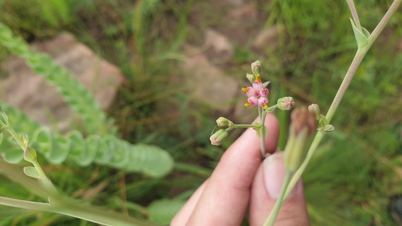 Lopholaena segmentata, photographed by Aaliyah Motala