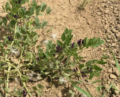 Vicia narbonensis, photographed by Oleg Kosterin