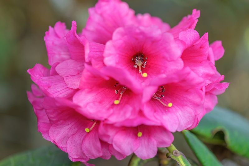 Rhododendron kesangiae, photographed by Morten Ross