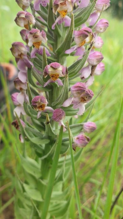 Brachycorythis pubescens, photographed by Aaliyah Motala