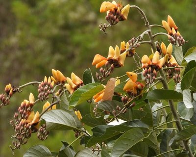 Erythrina fusca, photographed by Grete Pasch