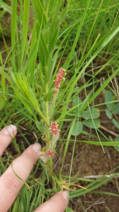 Acalypha peduncularis, photographed by Aaliyah Motala