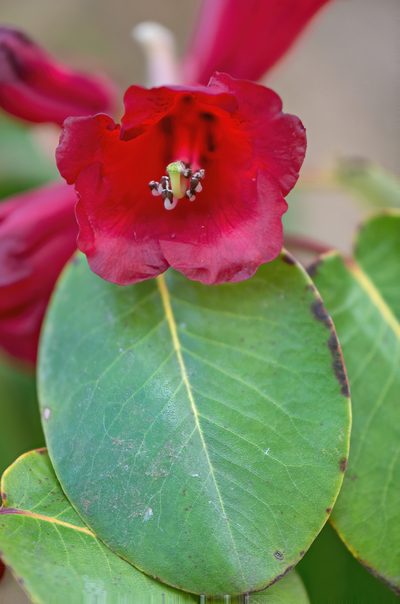 Rhododendron thomsonii, photographed by Morten Ross