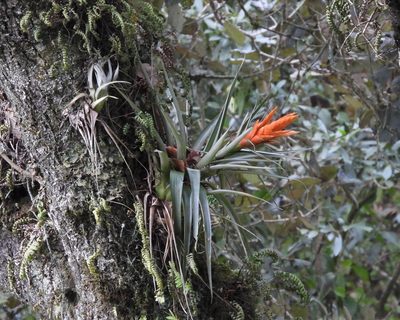 Tillandsia ponderosa, photographed by Grete Pasch