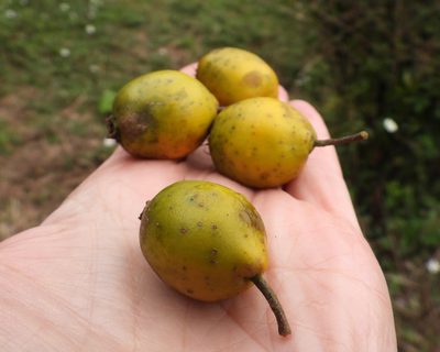 Crataegus mexicana, photographed by Grete Pasch