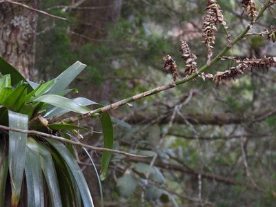 Werauhia werckleana, photographed by Grete Pasch