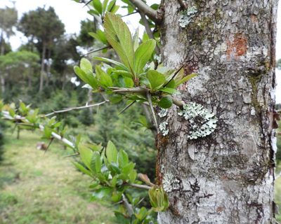 Crataegus mexicana, photographed by Grete Pasch
