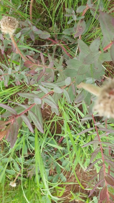 Lasiosiphon calocephalus, photographed by Aaliyah Motala