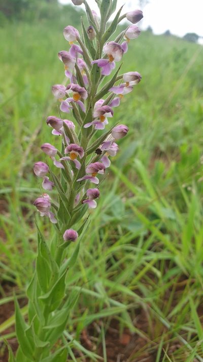 Brachycorythis pubescens, photographed by Aaliyah Motala