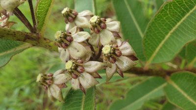 Pachycarpus asperifolius, photographed by Aaliyah Motala