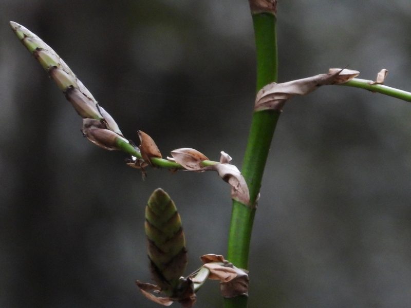 Werauhia werckleana, photographed by Grete Pasch