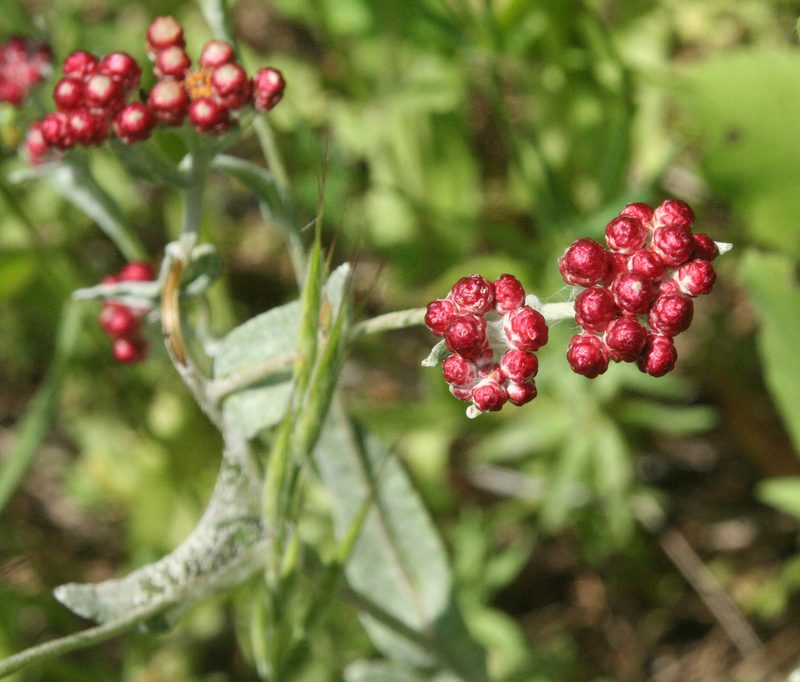 Helichrysum sanguineum, photographed by Oleg Kosterin