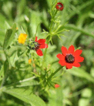 Adonis microcarpa, photographed by Oleg Kosterin