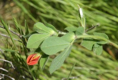 Lotus tetragonolobus, photographed by Oleg Kosterin