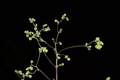 Blumea eriantha, photographed by S.MORE