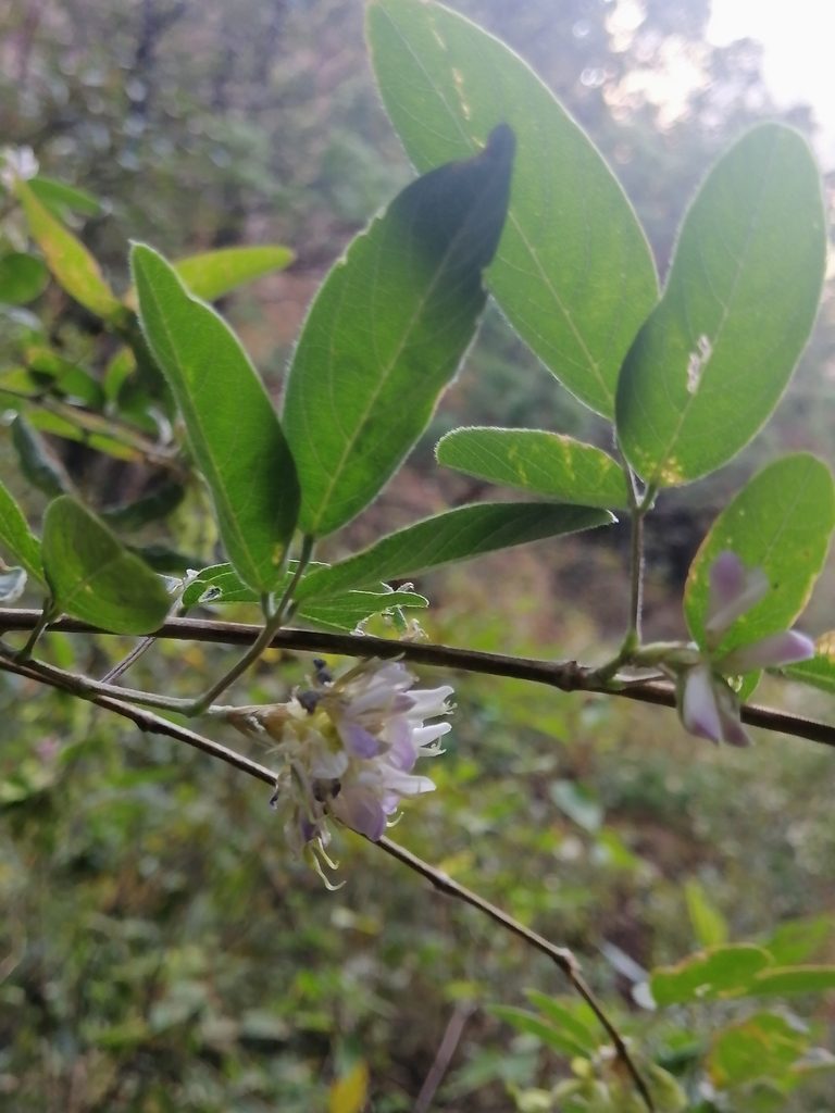 Desmodium densiflorum, photographed by Erick Vélez Sánchez
