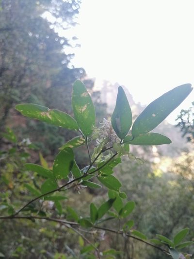 Desmodium densiflorum, photographed by Erick Vélez Sánchez
