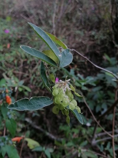 Desmodium densiflorum, photographed by Erick Vélez Sánchez