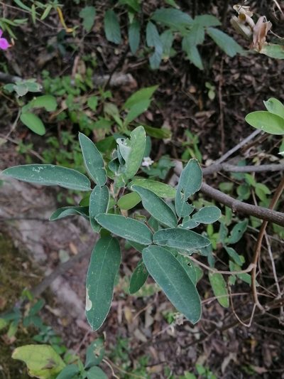 Desmodium densiflorum, photographed by Erick Vélez Sánchez