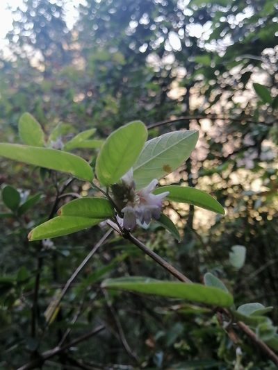 Desmodium densiflorum, photographed by Erick Vélez Sánchez
