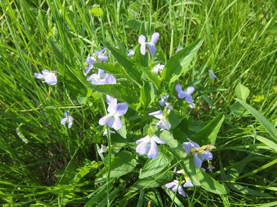Viola elatior, photographed by Evgenii Iaitskii
