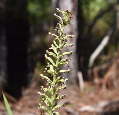 Habenaria floribunda, photographed by Mike Ostrowski