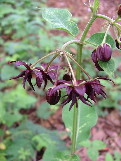 Asclepias melantha, photographed by Leonardo O. Alvarado Cárdenas