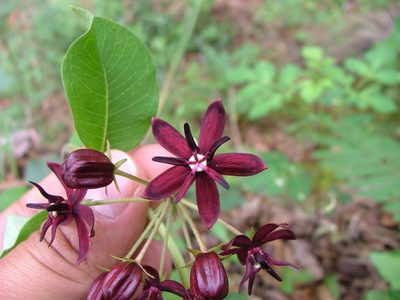 Asclepias melantha, photographed by Leonardo O. Alvarado Cárdenas