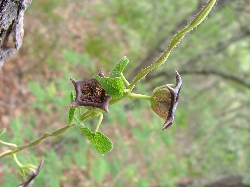 Dictyanthus reticulatus, photographed by Leonardo O. Alvarado Cárdenas