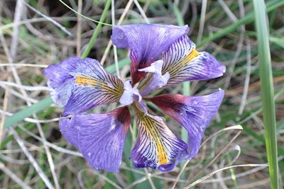 Iris unguicularis, photographed by Sarah Faulwetter