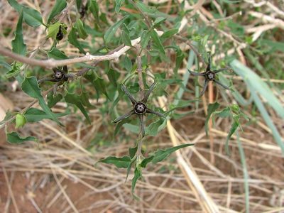 Talayotea trachyantha, photographed by Leonardo O. Alvarado Cárdenas