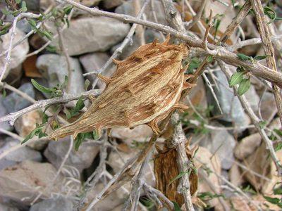 Talayotea trachyantha, photographed by Leonardo O. Alvarado Cárdenas
