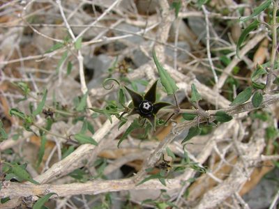 Talayotea trachyantha, photographed by Leonardo O. Alvarado Cárdenas