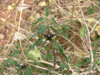 Talayotea trachyantha, photographed by Leonardo O. Alvarado Cárdenas