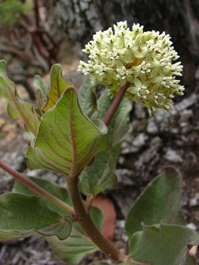 Asclepias pringlei, photographed by Leonardo O. Alvarado Cárdenas